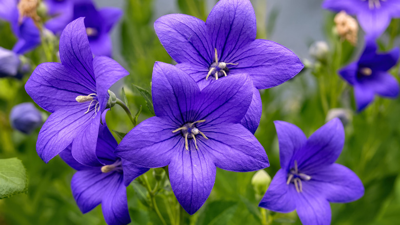 Bir tarlada mor balon çiçeklerinin yakın çekilmesi.