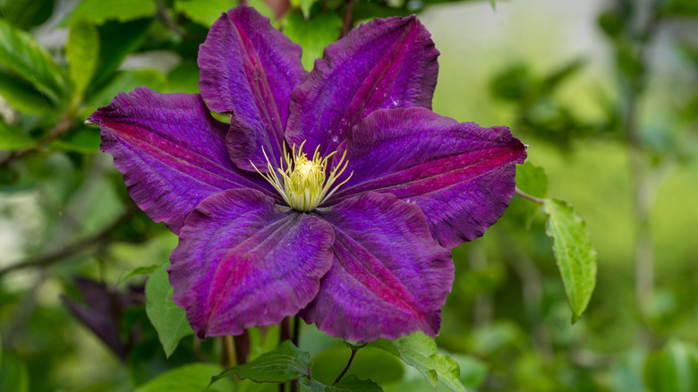Farklı mor tonları ile Clematis çiçeğinin yakın çekimi.