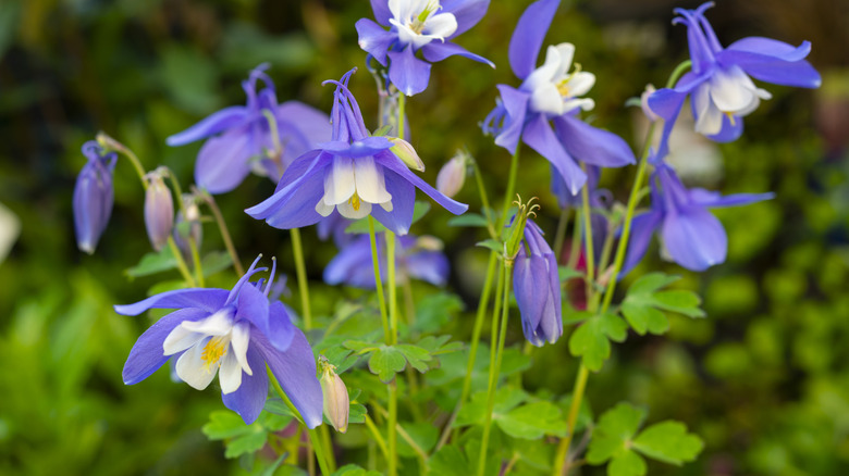 Bir bahçede Columbine Bloom ve Yeşillik yakın çekim.
