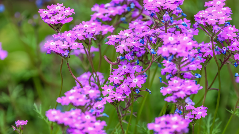 Light Mor Verbena'nın yakın çekimi bir alanda çiçek açar.
