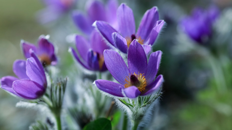 Mor çiçekleri ve kıllı sapları ile bir pasque çiçeğinin yakın çekimi.