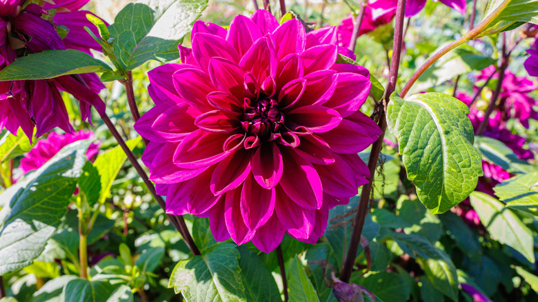 Bir bahçede bir Dahlia 'Thomas Edison' yakın.