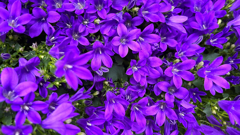 Bir bahçede menekşe çan akışlarının yakın çekimi.