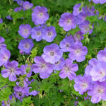 Her yıl tadını çıkarmak için sonbaharda bitmek için 15 mor uzun ömürlü