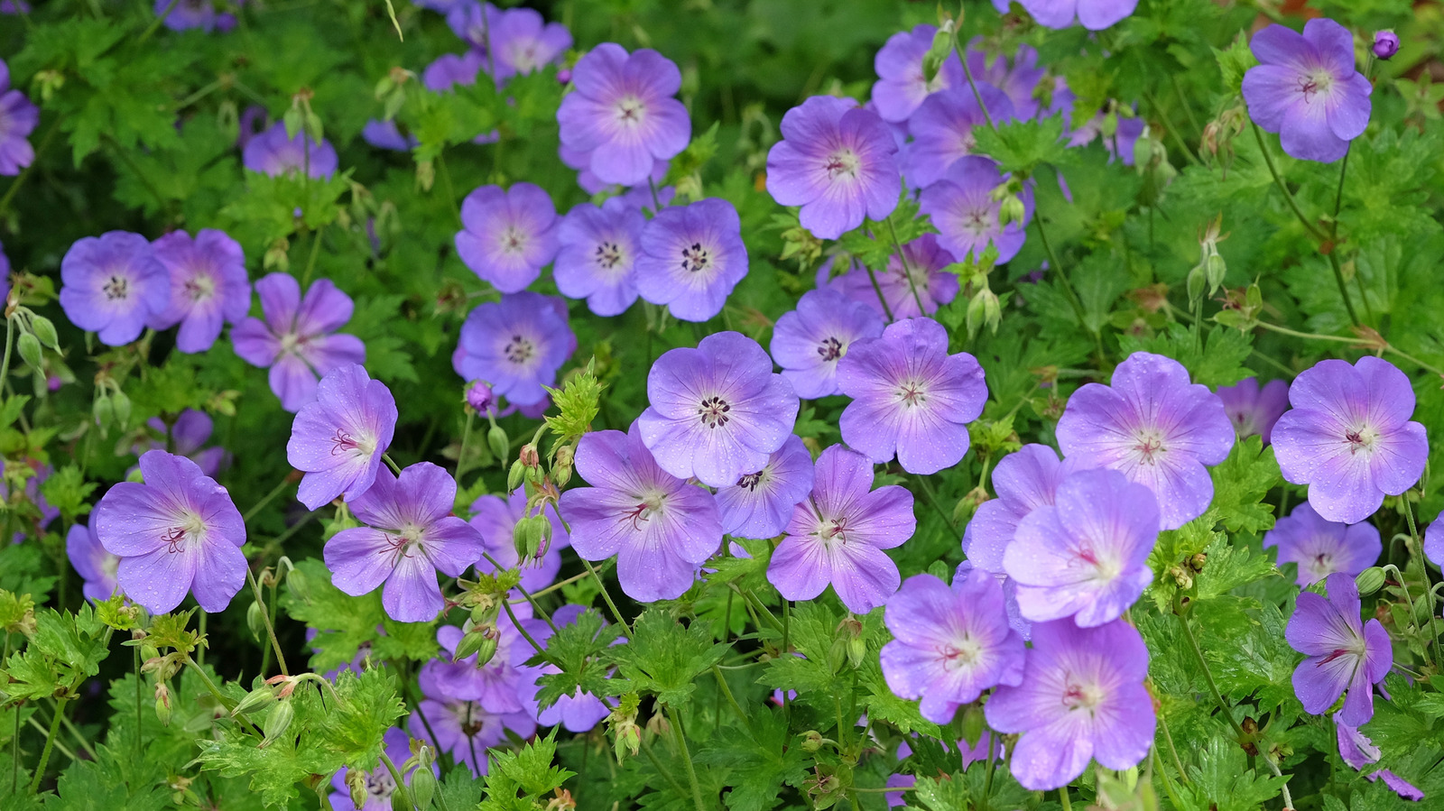 Her yıl tadını çıkarmak için sonbaharda bitmek için 15 mor uzun ömürlü