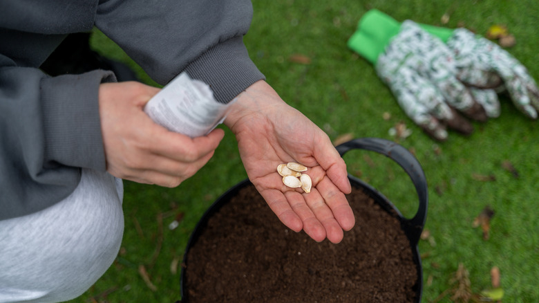Ekim için kabak tohumlarını toprağın üstünde tutmak