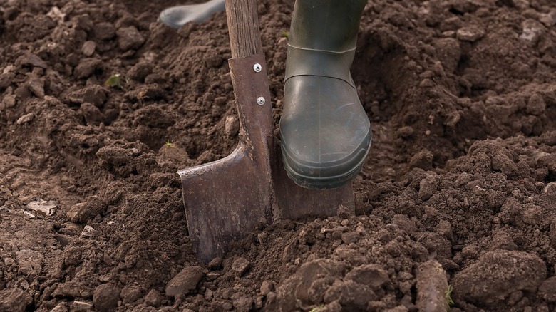 Bir bahçıvan ekim için toprağı hazırlar