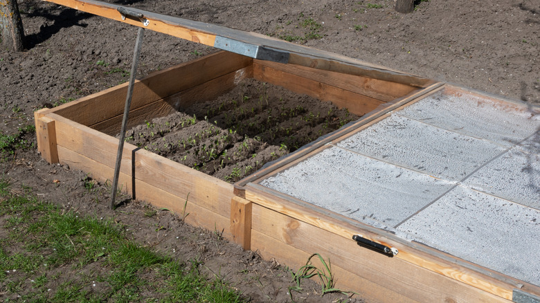 Soğuk bir çerçevede büyüyen fideler