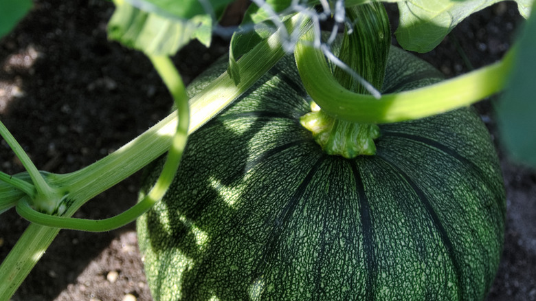 Gölgede büyüyen yeşil olgunlaşmamış balkabağı