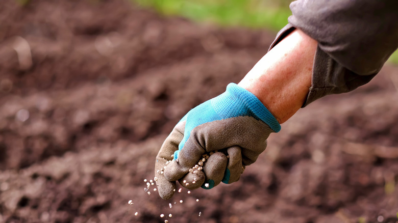 Bir kişinin elinde toprağa gübre yayma