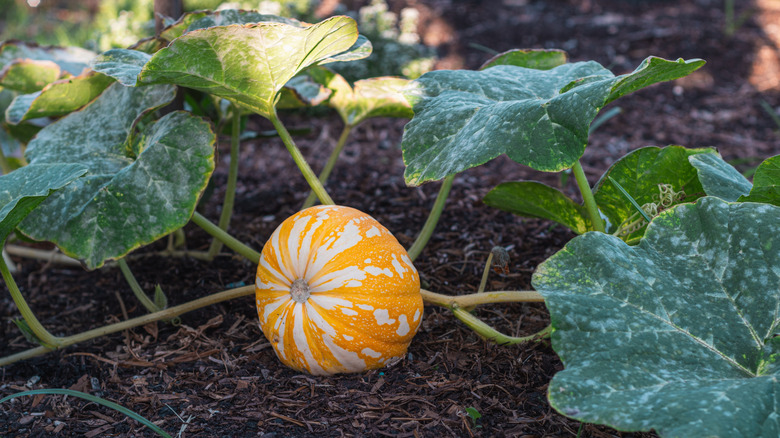 Malçlı bir yatakta büyüyen bir balkabağı.