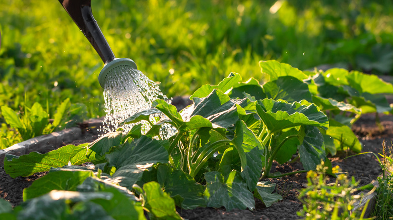 Bahçe bitkilerini sulama kutusu ile sulamak