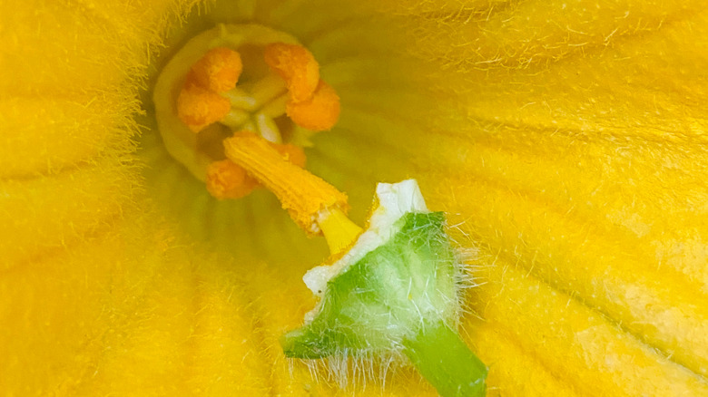 Bir balkabağı çiçeği elle kirletiyor