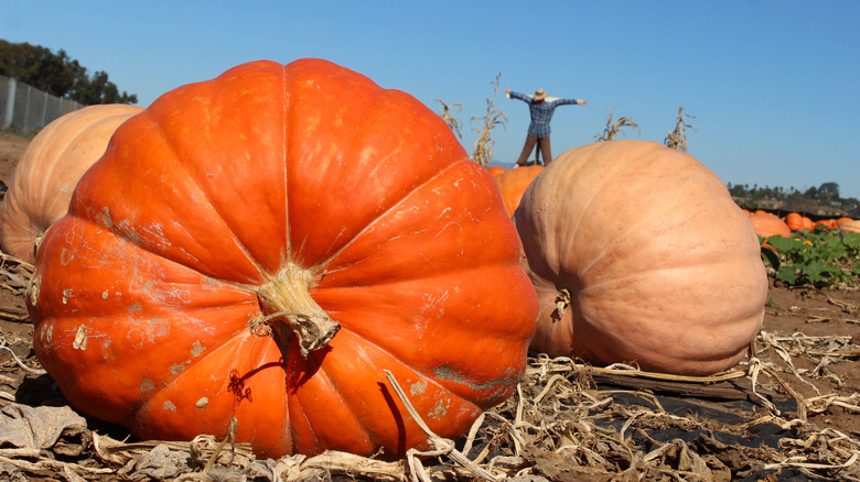 Alanda üç büyük kabak