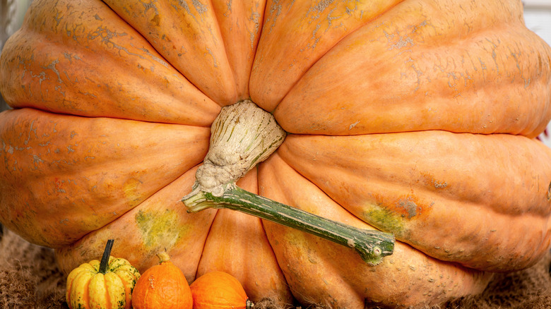 Küçük balkabağlı dev balkabağı