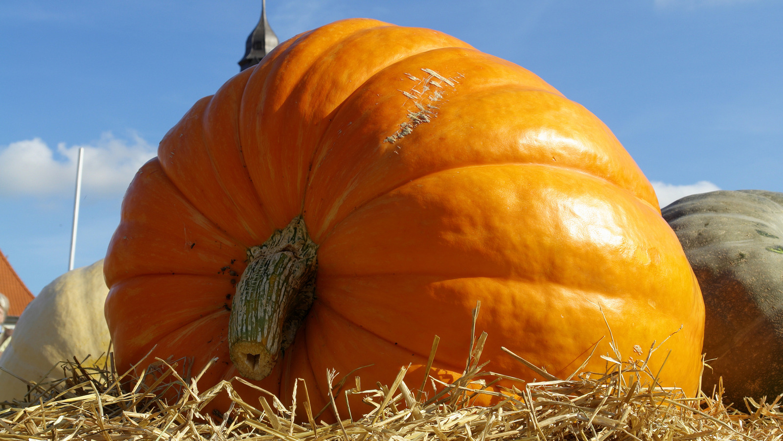 Büyük ve adil layık balkabakları büyütmek için 12 ipucu