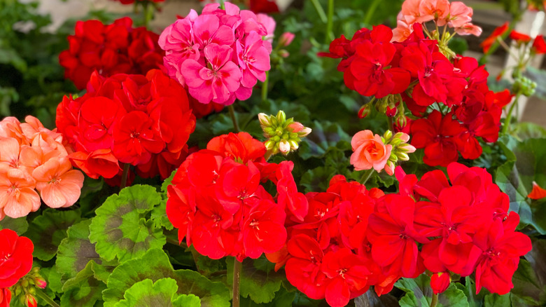 Kırmızı, pembe ve mercan pelargonyum çiçekleri yakın