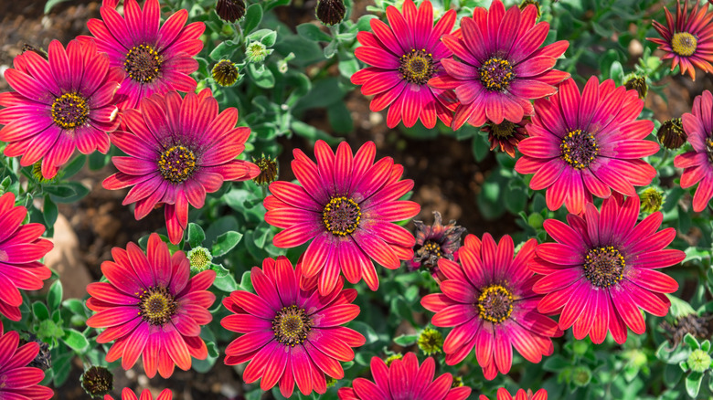 Kırmızı Afrika papatyaları kümesi