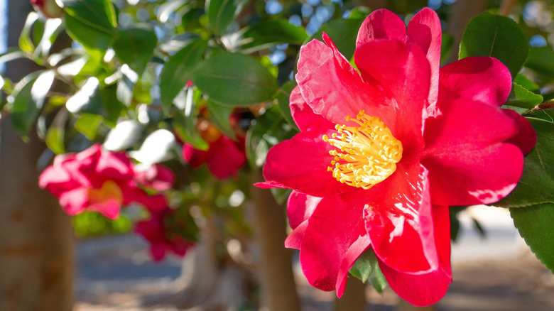 Kırmızı Camellia Sasanqua'nın kapatılması
