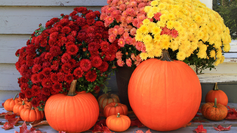 Pumpkins ile kırmızı, sarı ve turuncu krizantemler