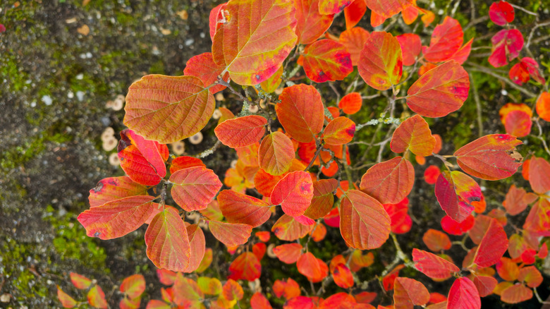 Sonbaharda kırmızıya dönen cüce fothergilla yaprakları