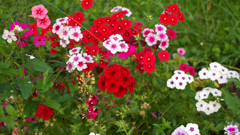 Kırmızı, beyaz ve pembe sonbahar flox çiçekleri