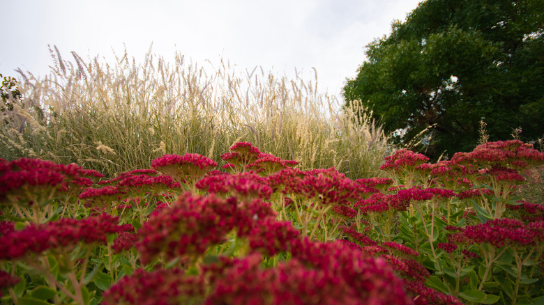 Uzun çimlerin önünde kırmızı sonbahar sevinç sedum