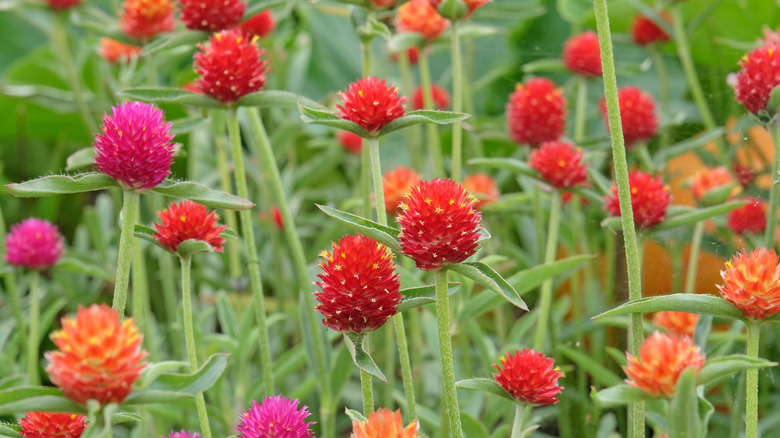 kırmızı pembe ve turuncu küre amaranth çiçekleri