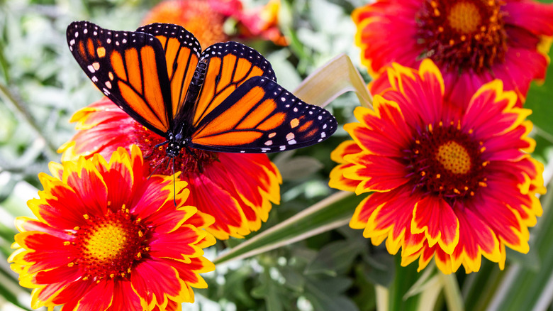 Battaniye Çiçek Üzerine Dinlenme Kelebek