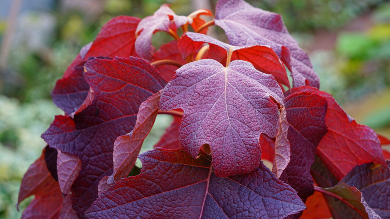 Kırmızı yeşillik ile sonbaharda meşe yapraklı ortanca