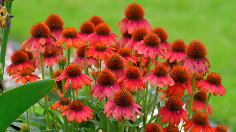 Kırmızı koni çiçekleri kümesi