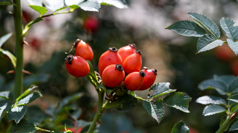 Red Arkansas Gül Kalçası