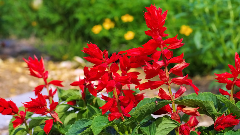 Canlı kırmızı kızıl adaçayı çiçekleri