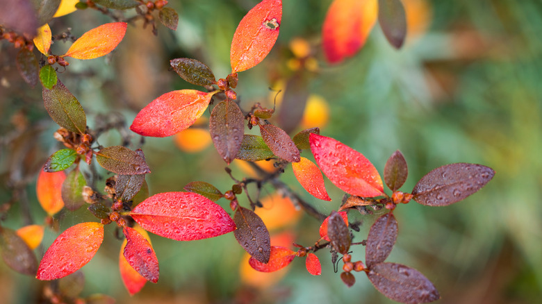 Yağmurlu bir günde kırmızıya dönen yaprağın yakın çekimi