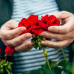 Renkli bir bahçe için sonbaharda dikilecek en iyi 15 kırmızı bitki