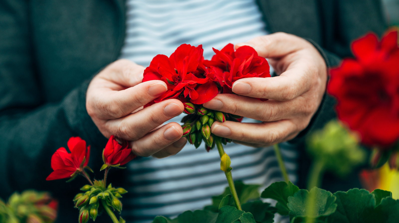 Renkli bir bahçe için sonbaharda dikilecek en iyi 15 kırmızı bitki