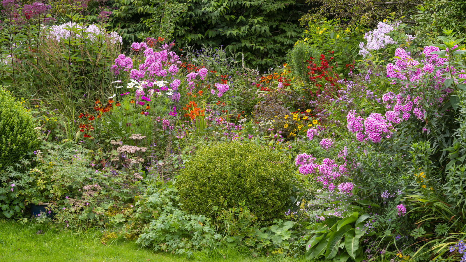 Kumlu toprakta gelişen 17 çarpıcı hızlı büyüyen çiçek