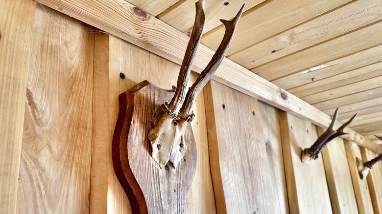 Ahşap bir duvara monte edilmiş hayvan boynuzları.