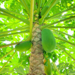 Refakatçi bitkiler Papaya ağacının yakınında büyümek için gelişmesine yardımcı olmak için