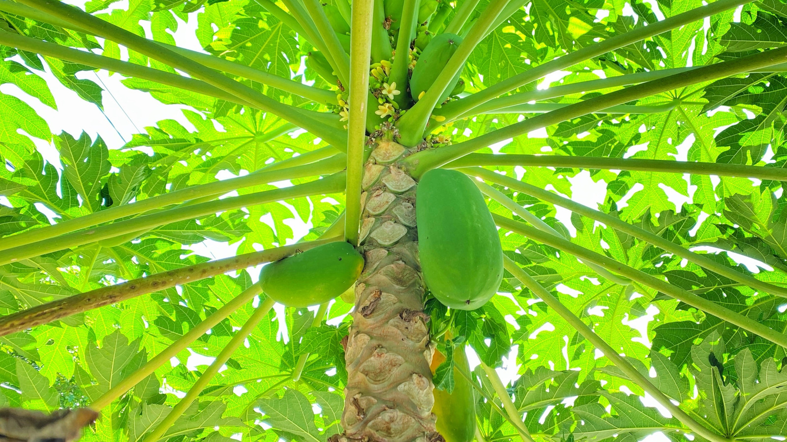 Refakatçi bitkiler Papaya ağacının yakınında büyümek için gelişmesine yardımcı olmak için
