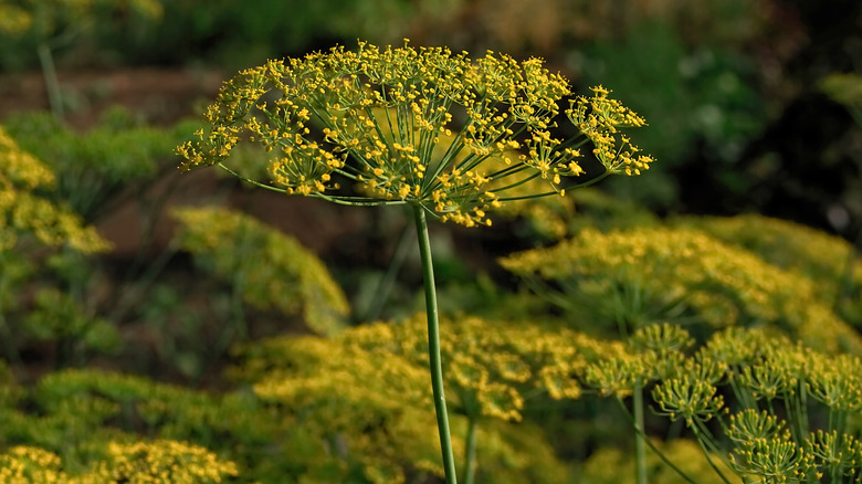 Bahçede büyüyen dereotu çiçeği