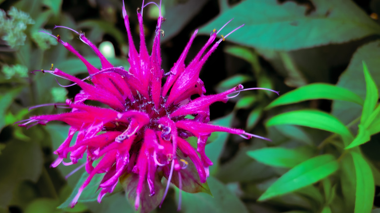 Scarlet Bee Balsamı Yakalayın