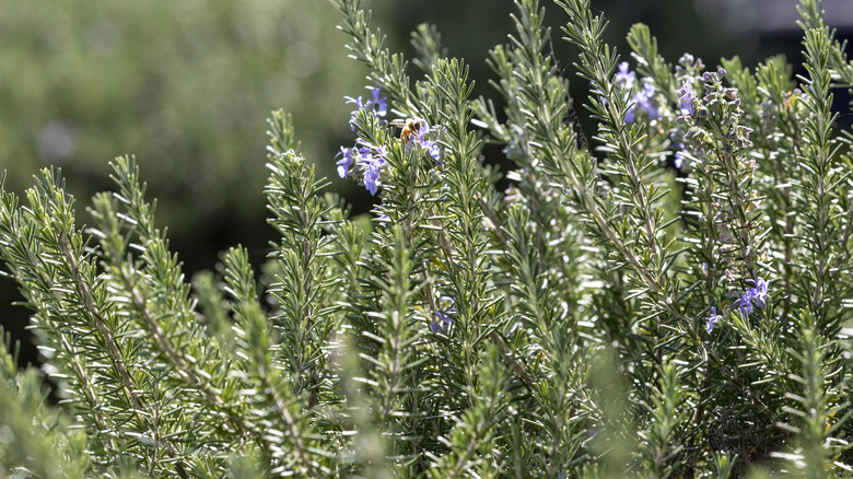 Arılar ile büyüyen biberiye