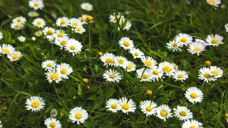 Papatya Çiçekleri Büyüyor