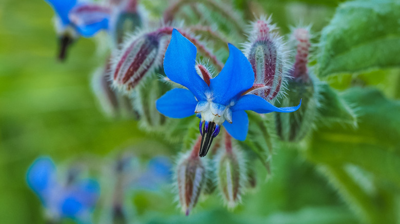 Borage Flower'da Closeup