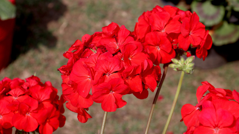 Kırmızı Pelargonium × Hortorum'da kapatın