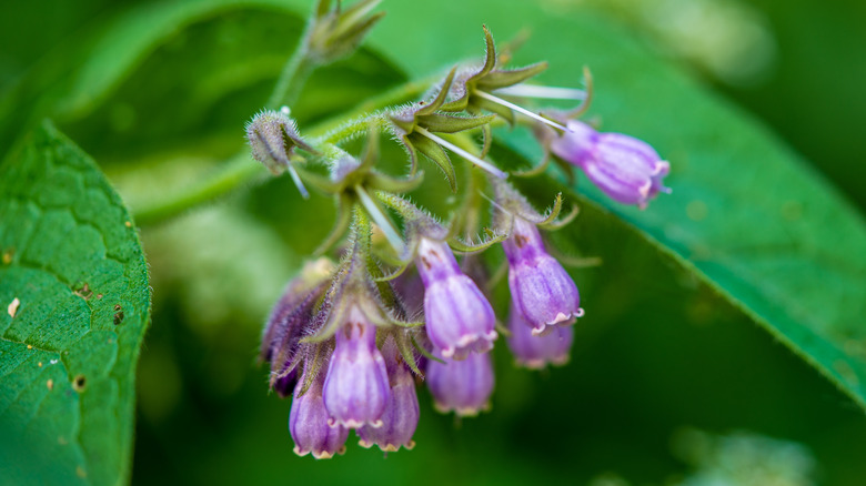 İlkbaharda Bloom'da Combrey