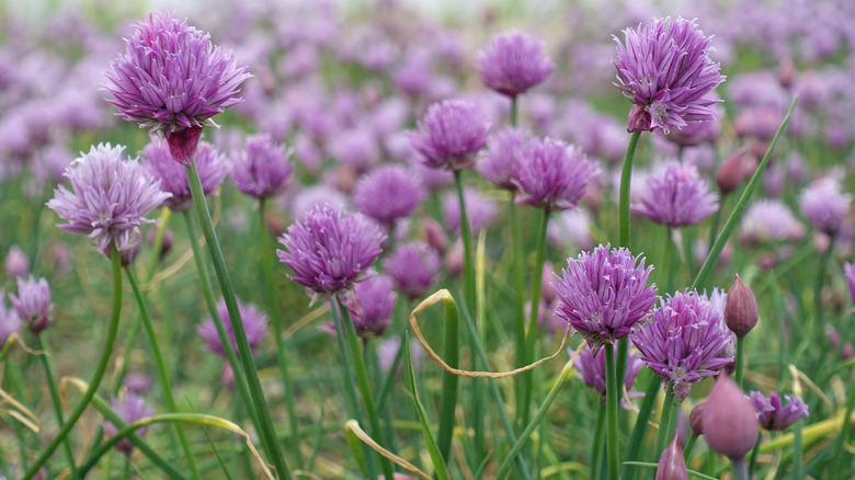 Tarlada büyüyen çiçekli chives