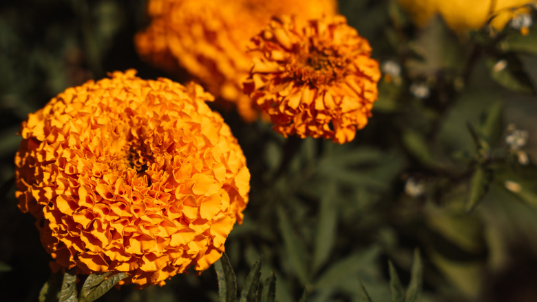 Marigold Blooms'ta Closeup