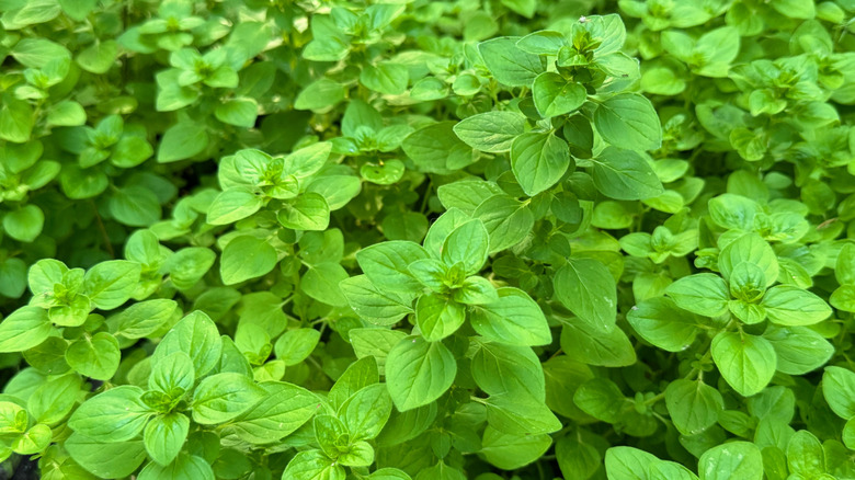 Kekik Bitkileri Yatağı